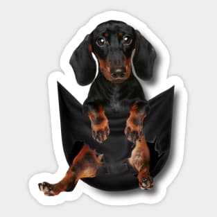Cute Dachshund In The Pocket Shirt Wiener Dog Lovers Pet Puppy Meme T Shirt Sticker